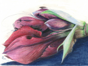Amaryllis 2
