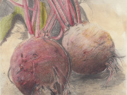 Rote Bete